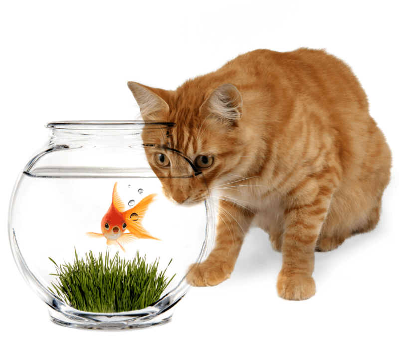 cat-and-fish-cropped